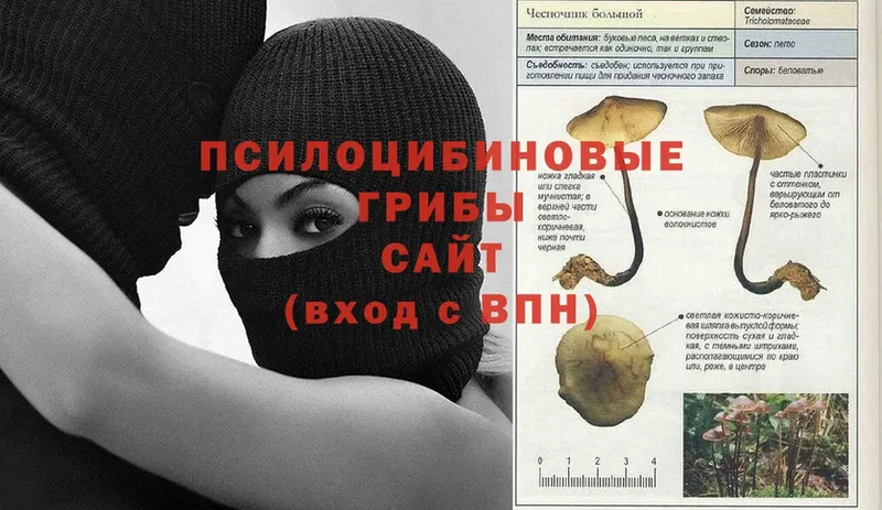 Псилоцибиновые грибы Cubensis  что такое   omg зеркало  Зеленоградск 